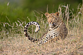 Ein Leopard, Panthera Pardus, liegt im kurzen Gras