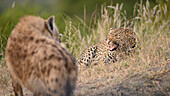 Ein Leopard, Panthera Pardus, knurrt eine Tüpfelhyäne an