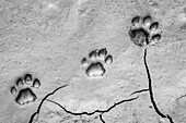 Die Spuren eines Löwen im Schlamm, Panthera leo
