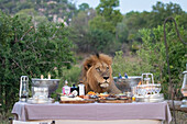 Männlicher Löwe, Panthera leo an einem Tisch mit Getränken und Snacks, Sonnenuntergang