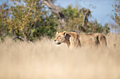 A lioness, Panthera leo, walks through dry grass