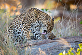 Mother leopard, Panthera pardus grooms her cub
