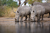 Crash of white rhino, Ceratotherium simum, drink at waterhole