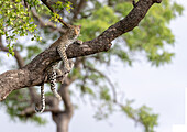 A leopard, Panthera pardus, lies in a tree