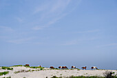 Wild horses on sand dunes at Assateague Island, USA