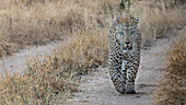 A male leopard, Panthera pardus, walks along a road track, direct gaze