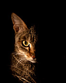 Eine afrikanische Wildkatze, Felis lybica, nachts von einem Scheinwerfer beleuchtet, direkter Blick