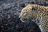 The side profile of a leopard, Panthera pardus against a dark background