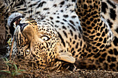 Ein Leopard, Panthera pardus, rollt sich auf den Rücken und beißt einen Stock, direkter Blick