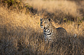 Ein Leopard, Panthera pardus, steht in hohem Trockengras und blickt aus dem Rahmen