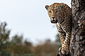A male leopard, Panthera pardus, stands in a tree, direct gaze, mouth open