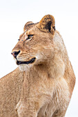 Ein Löwe, Panthera leo, sieht aus dem Rahmen heraus, weißer Hintergrund