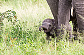 Ein Elefantenkalb, Loxodonta africana, steht im hohen grünen Gras