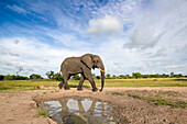 Ein Elefant, Loxodonta africana, Reflexion im Wasser, weißer Wolkenhintergrund