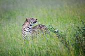 Ein Leopard, Panthera Pardus, steht im hohen grünen Gras und blickt nach oben