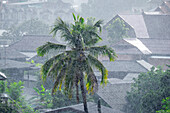 Palmen zittern während eines Monsuns, Thailand