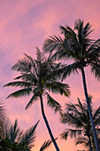 Palmen, die im Wind zittern, mit rosafarbenem Sonnenuntergangshimmel dahinter.