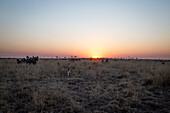 Ein Löwenrudel, Panthera leo, geht bei Sonnenuntergang in der offenen Savanne an einem Tierbeobachtungsfahrzeug vorbei.