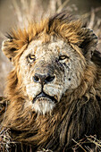 Ein Porträt eines männlichen Löwen, Panthera leo, mit Kratzern im Gesicht.