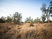 Weitwinkel eines männlichen Löwen, Panthera leo, der mit dem Kopf nach oben im langen gelben Gras liegt.