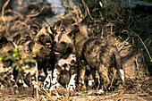 Eine Gruppe wilder Hundewelpen, Lycaon pictus, leckt sich gegenseitig.