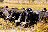 Eine Herde Wasserbüffel, Bubalus bubalis im langen Gras auf Marschland, Okavango-Delta, Botswana, Afrika