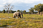 Ein Elefant, der durch Sümpfe im offenen Raum in einem Naturschutzgebiet watet, Okavango-Delta, Botswana, Afrika