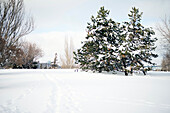 Deep snow, winter landscape, open space and tall trees,