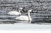Two trumpeter swans floating on the water, Cygnus Buccinator, on the Yellowstone river.