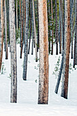 Lodgepole pine trees, tree trunks close together, snow on the ground.