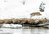 A lynx in snow on a riverbank in Yellowstone national park, USA