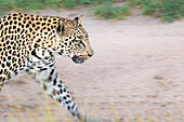 A leopard, Panthera pardus, walks on a dirt road