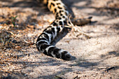 The tail of a leopard on the ground, Panthera pardus