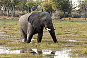 Loxodonta africana, an elephant wading through water in marshland, Okavango Delta, Botswana