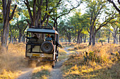 A safari jeep travelling along a pathway through the bush at sunrise, Okavango Delta, Botswana