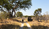 A safari guide tracking, walking ahead of a vehicle in a wildlife reserve, Okavango Delta, Botswana