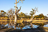 Landschaft, Feuchtgebiete, Bäume, die sich in ruhigem Wasser spiegeln, Okavango-Delta, Botswana