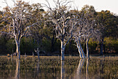 Landschaft, Feuchtgebiete, Bäume, die sich im ruhigen Wasser des Okavango-Deltas spiegeln