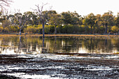 Landscape, wetlands, trees reflected in calm water in the Okavango Delta