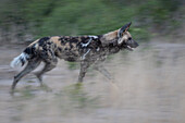 Ein wilder Hund, Lycaon pictus, läuft durch Gras, Bewegungsunschärfe