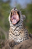 A leopard, Panthera pardus, yawns