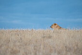 A lioness, Panthera leo, lies in dry grass, blue sky background