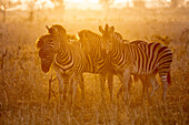 Herde von Zebras, Equus Quagga, stehen bei Sonnenuntergang zusammen, Hintergrundbeleuchtung