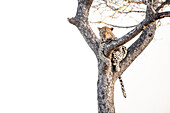 A leopard, Panthera pardus, lies in a tree, white background