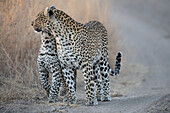 Eine Leopardenmutter und mit Jungtier, Panthera pardus, begrüßen sich