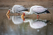 Two yellow billed storks, Mycteria ibis, fishes for frogs