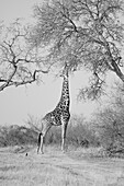 A giraffe, Giraffa camelopardalis giraffa, reaches up to a tree,