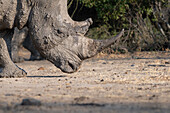 Ein weißes Nashorn, Ceratotherium Simum, geht mit dem Kopf nach unten, bedeckt mit Schlamm