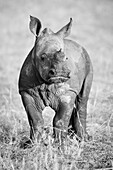 A rhino calf, Ceratotherium simum, stands on short grass,