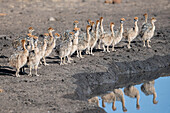 Ostrich chicks, Struthio camelus australis, stand at the edge of a waterhole